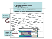 Fix skin or other thin biopsy flat between sponges for 24 hours, in 10 times volume of either 10% buffered formalin, or freshly made 4% paraformaldehyde. Transfer to 70% alchohol before submitting for processing.