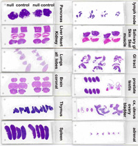 Illustration of visual appearance of various stained mouse organs.