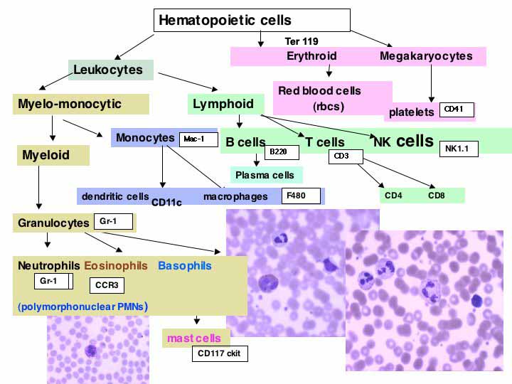 Chart hierarchically listing the different types of hematopoietic cells and indicating how to differentiate them. Read on for more details.